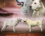 Собаки в Уссурийске: Щенки среднеазиатской овчарки (САО, алабай)  Девочка, 45 000 руб. - фото 1