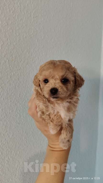 Собаки в Мытищах: Пушон бишпу Девочка, 200 000 руб. - фото 1