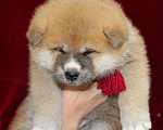 Собаки в Иркутске: щенки акита ину, 50 000 руб. - фото 2