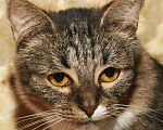Кошки в Москве: Сибирская кошка полосатая кошка Ватрушка (метис), Бесплатно - фото 1