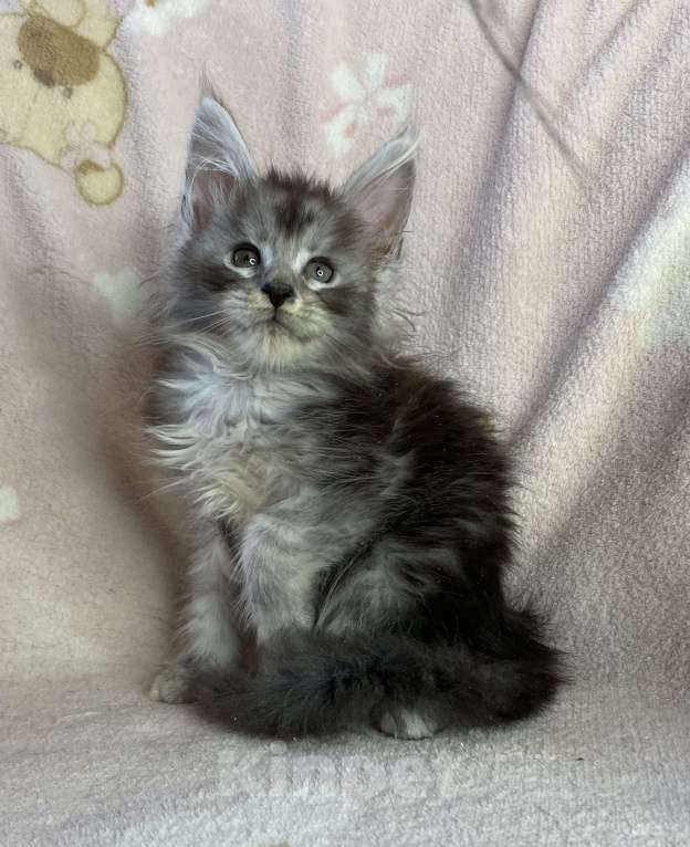 Кошки в Дмитрове: Черная серебристая мраморная девочка мейн кун Девочка, 15 000 руб. - фото 6