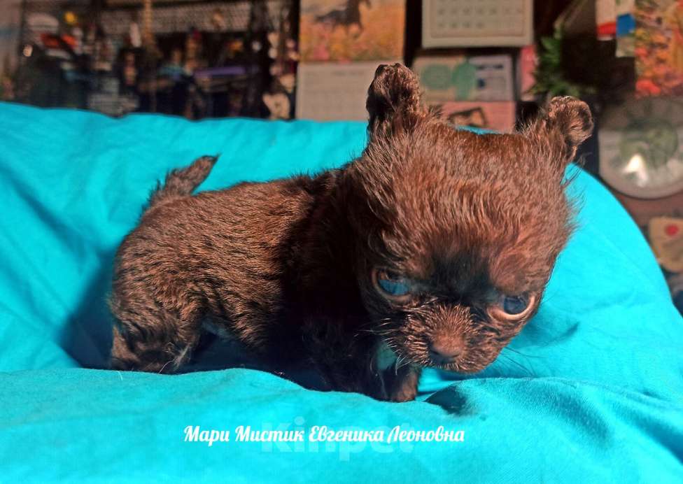 Собаки в Санкт-Петербурге: Евгеника длинношерстная чихуахуа шоколадного окраса Девочка, 100 000 руб. - фото 7