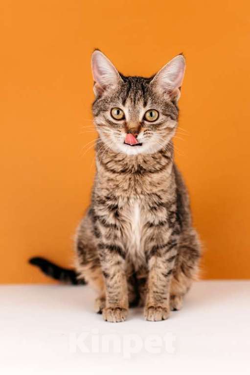 Кошки в Москве: Полосатый котенок Веста в добрые руки Девочка, 1 руб. - фото 7