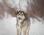 Собаки в Москве: Нежный и сладкий мальчик Мальчик, Бесплатно - фото 2