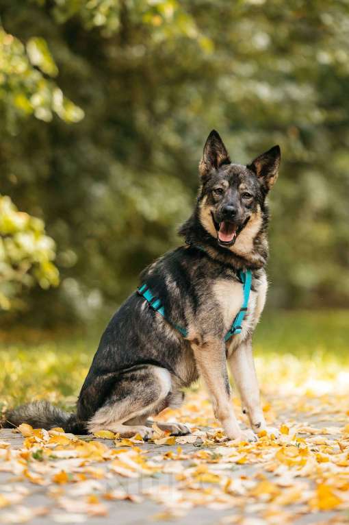 Собаки в Москве: Бубоня - микс добродушия и нежности, в поиске семьи ! Мальчик, Бесплатно - фото 2