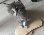 Кошки в Ахтубинске: Котята мейн-кун Девочка, 30 000 руб. - фото 4