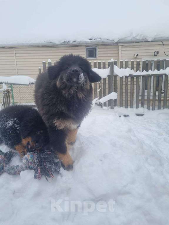 Собаки в Ярославле: Банхар щенок Девочка, 55 000 руб. - фото 3