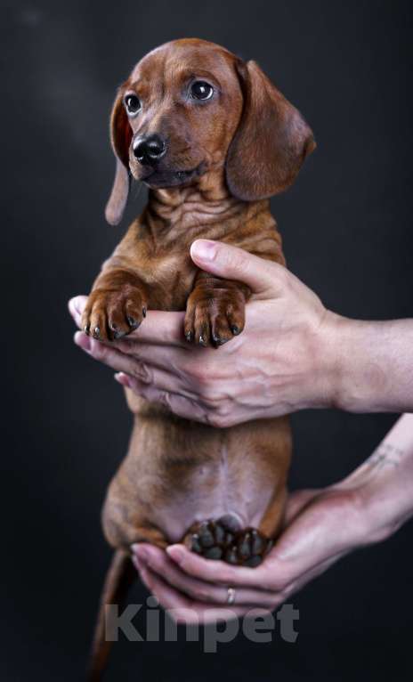 Собаки в Жуковском: Такса миниатюрная гладкошерстная Мальчик, 50 000 руб. - фото 2