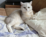 Кошки в Челябинске: Британец Мальчик, 100 руб. - фото 1