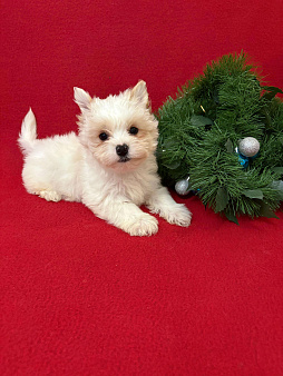 Росошный  белоснежный  мальчик