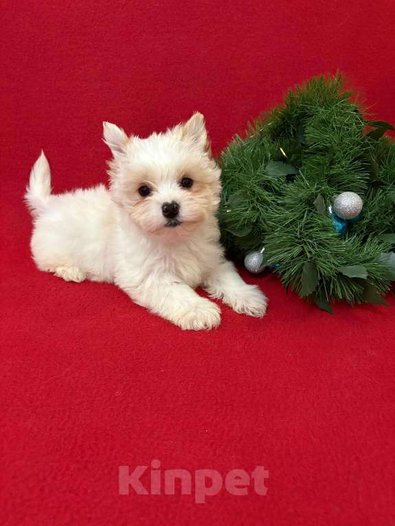 Собаки в Москве: Росошный  белоснежный  мальчик Мальчик, 30 000 руб. - фото 1