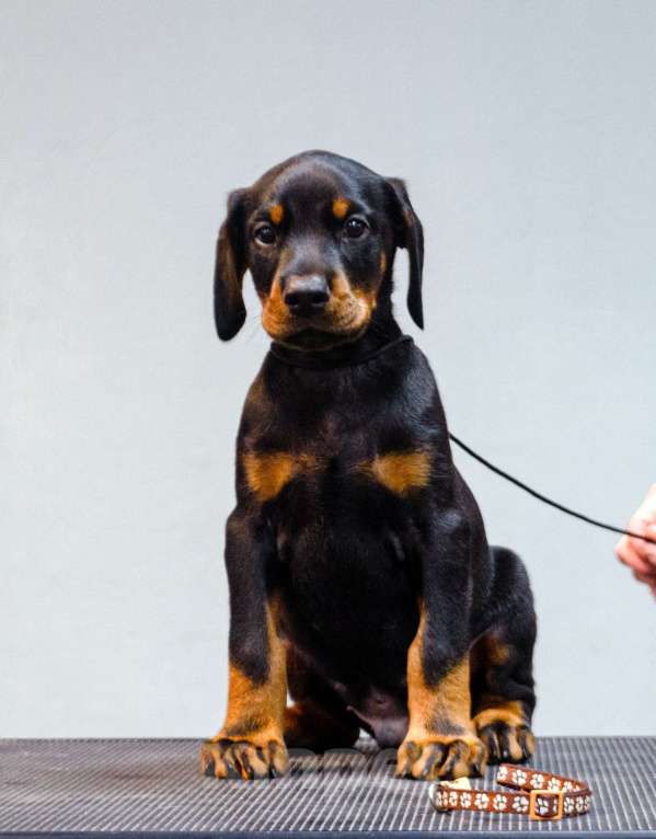 Собаки в Москве: Щенки добермана Мальчик, Бесплатно - фото 7