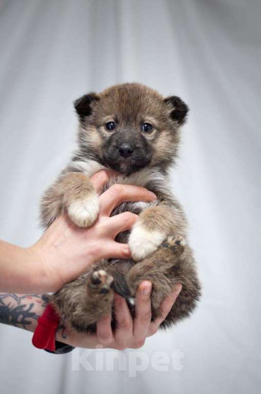 Собаки в Ногинске: Щенок девочка в поиске семьи Девочка, Бесплатно - фото 8