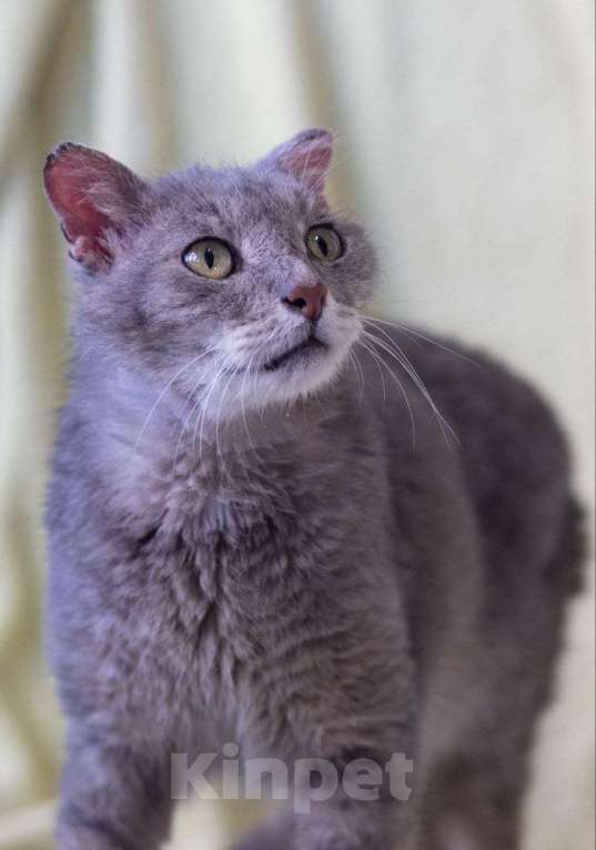 Кошки в Москве: Одинокий Шеги Мальчик, Бесплатно - фото 3