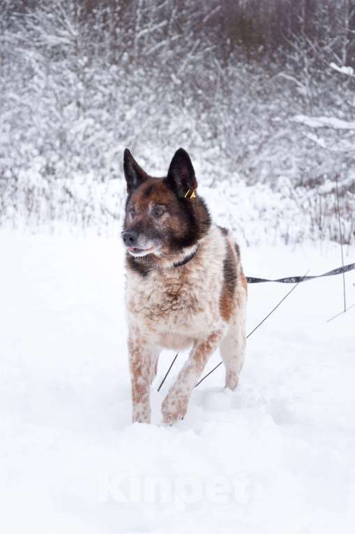 Собаки в Ногинске: Ищет достойное общество: Терентий Петрович. Кавалер, аристократ, идеальный компаньон. Мальчик, Бесплатно - фото 8