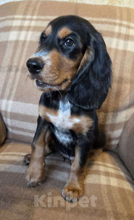 Собаки в Подольске: Щенок русского охотничьего спаниеля Девочка, Бесплатно - фото 3