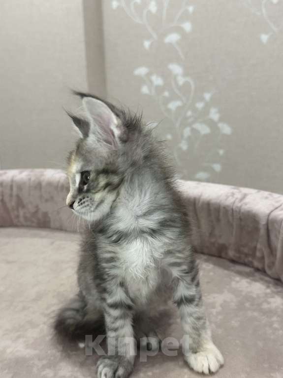 Кошки в Москве: Крупный, красивый мальчик Мальчик, 80 000 руб. - фото 2