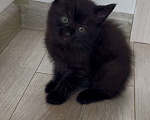 Кошки в Казани: Отдам милого котёнка в добрые руки  Девочка, Бесплатно - фото 4
