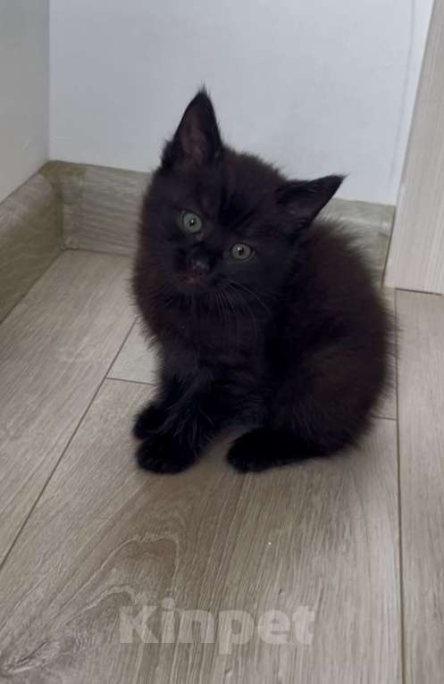 Кошки в Казани: Отдам милого котёнка в добрые руки  Девочка, Бесплатно - фото 4