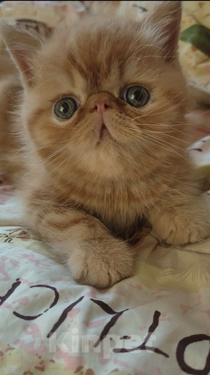 Кошки в Челябинске: Котёнок экзот Мальчик, 39 000 руб. - фото 1