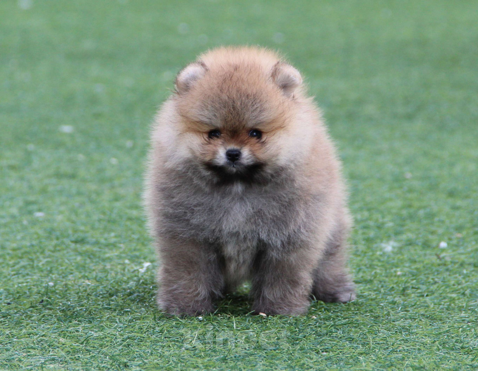 Собаки в Ялте: Померанский шпиц, девочка Девочка, Бесплатно - фото 1