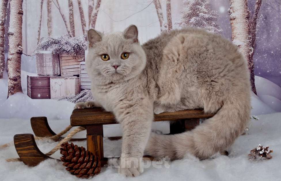 Кошки в Санкт-Петербурге: Британская кошечка черепахового окраса Девочка, 45 000 руб. - фото 1