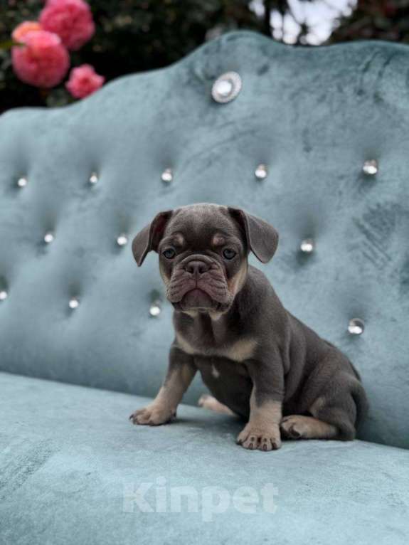 Собаки в Москве: Французский бульдог  Мальчик, 100 000 руб. - фото 2