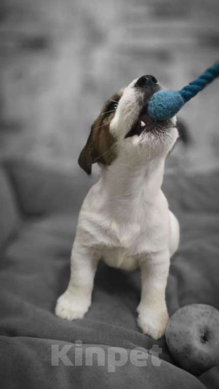 Собаки в Туле: Джек Рассел Терьер щенки Мальчик, 60 000 руб. - фото 2