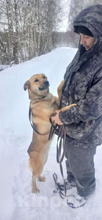 Собаки в Бронницах: Собака Катя в добрые руки  Девочка, Бесплатно - фото 2