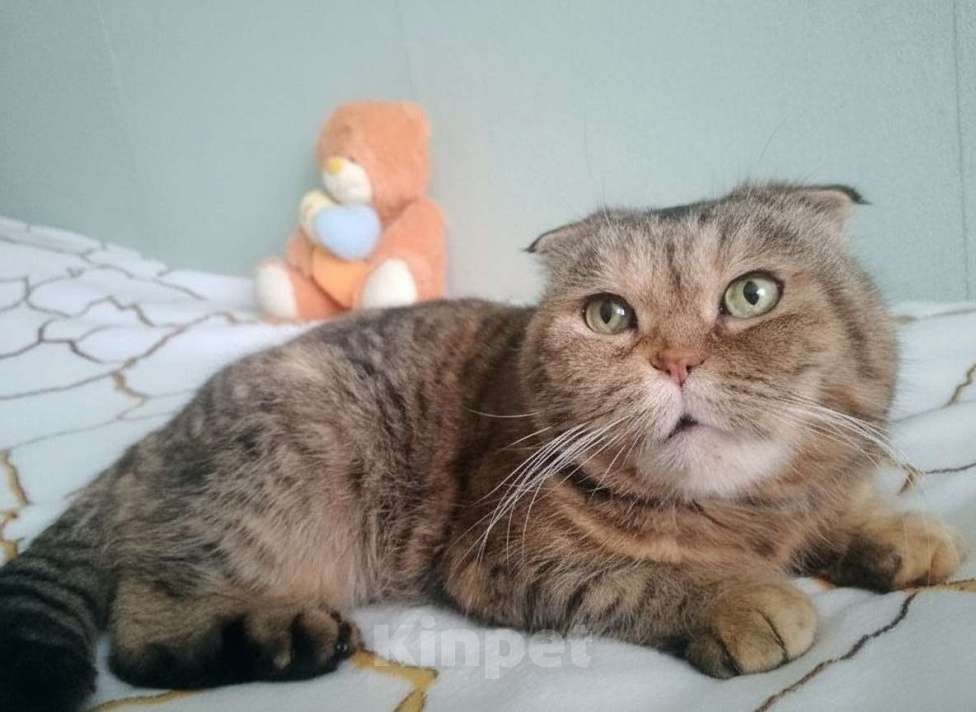 Кошки в Москве: Мия, 4.5 года, метис шотландской вислоухой Девочка, Бесплатно - фото 3