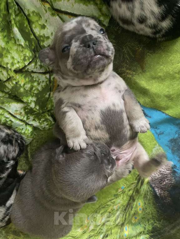 Собаки в Нижнем Новгороде: Щенки французского бульдога Мальчик, 60 000 руб. - фото 7