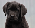 Собаки в Калуге: Черная девочка лабрадора высокого качества из питомника РКФ/FCI Девочка, Бесплатно - фото 1