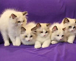 Кошки в Москве: Ragdoll kittens Разнополые, 60 000 руб. - фото 1