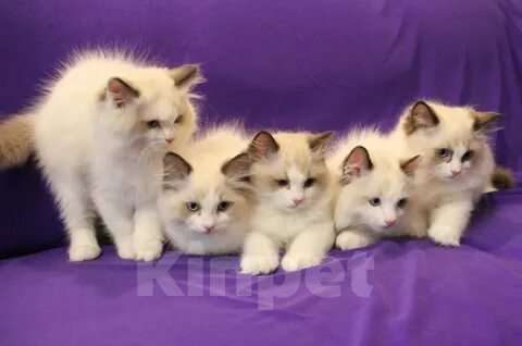 Кошки в Москве: Ragdoll kittens Разнополые, 60 000 руб. - фото 1