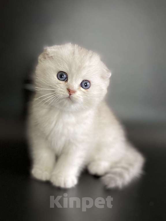 Кошки в Москве: Барни Мальчик, 40 000 руб. - фото 3