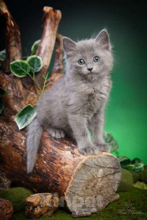 Кошки в Санкт-Петербурге: Котята нибелунги Девочка, 40 000 руб. - фото 4