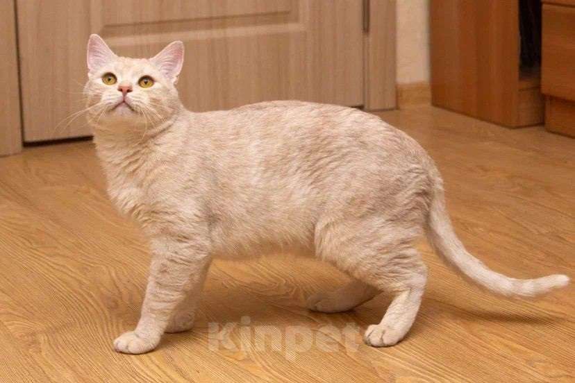 Кошки в Москве: Снежок мега ласковый в поисках семьи Мальчик, Бесплатно - фото 5