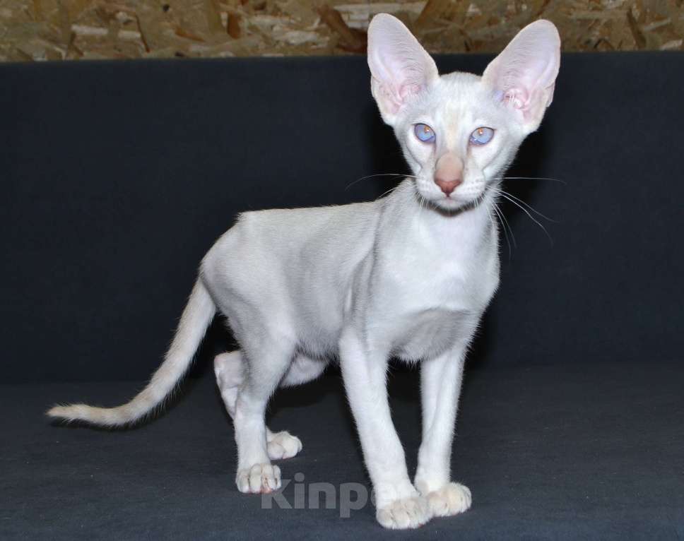 Кошки в Глазове: Хассан Мальчик, 25 000 руб. - фото 1