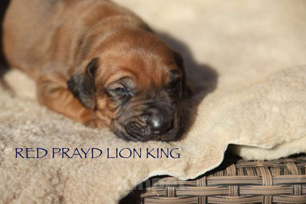 Собаки в Москве: Щенки родезийского риджбека Мальчик, 130 000 руб. - фото 4