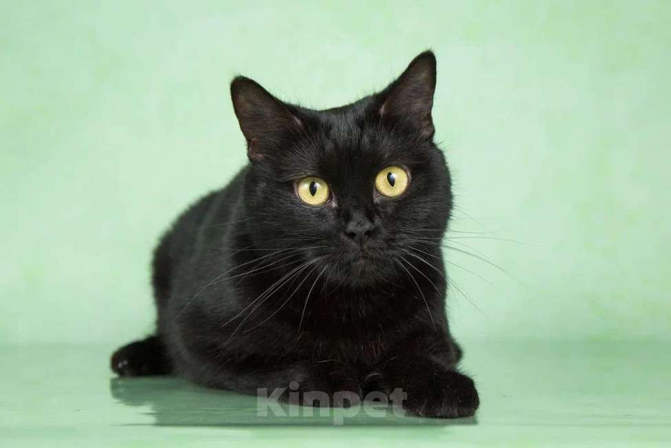 Кошки в Москве: Британская черная золотоглазая Бри в добрые руки Девочка, Бесплатно - фото 4