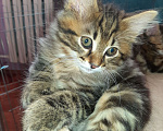 Кошки в Самаре: Продаётся котёнок породы курильский бобтейл Мальчик, 15 000 руб. - фото 3