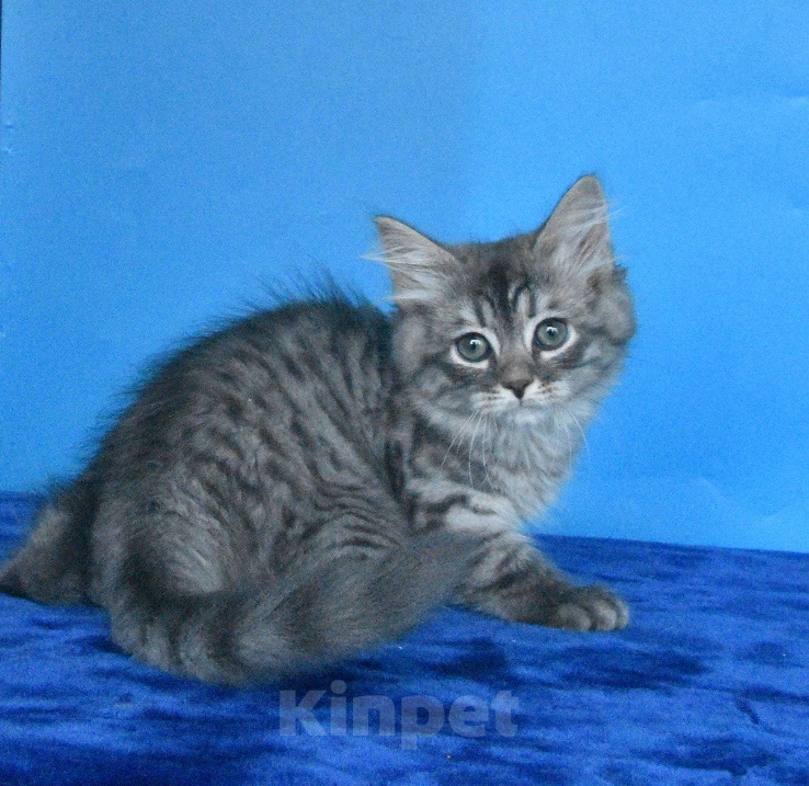 Кошки в Москве: Сибирский котик Мальчик, 45 000 руб. - фото 10