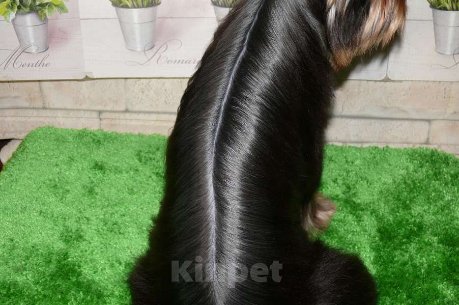 Собаки в Королеве: Йорк девочка 6 мес. Девочка, 110 000 руб. - фото 6