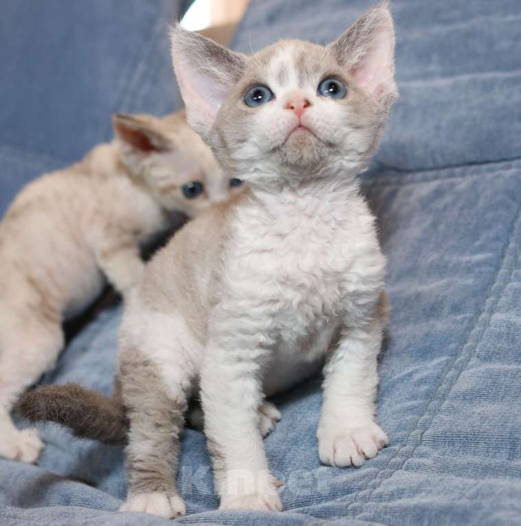 Кошки в Санкт-Петербурге: Девон рекс девочка Девочка, 80 000 руб. - фото 1