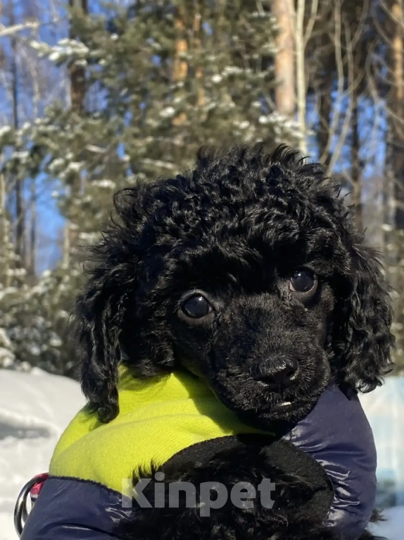 Собаки в Березовском: Мальчик Мальчик, 45 000 руб. - фото 5