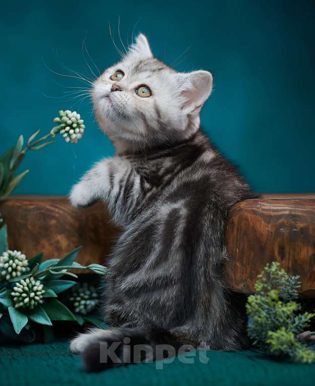 Кошки в Барнауле: Кошечка - страйт Тринити🧡 Девочка, Бесплатно - фото 6