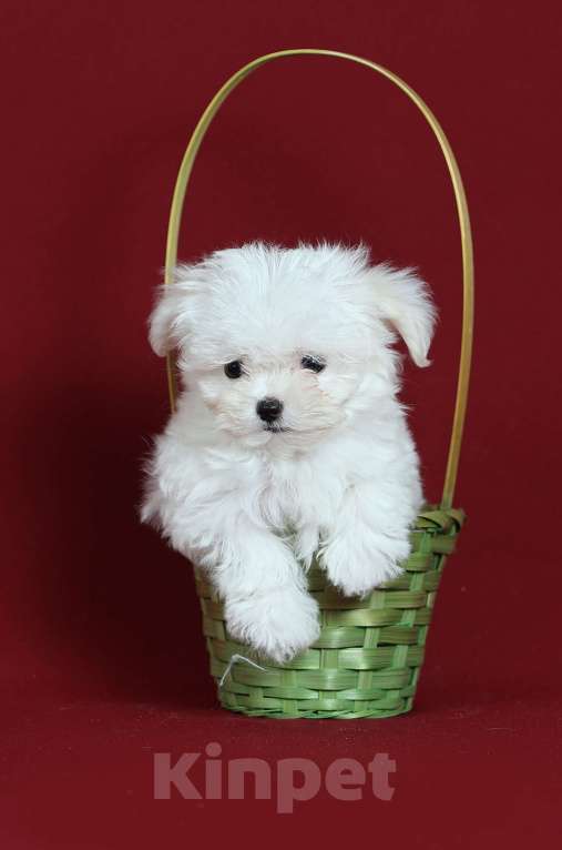 Собаки в Курске: Мальтийская болонка щенок Мальчик, Бесплатно - фото 2