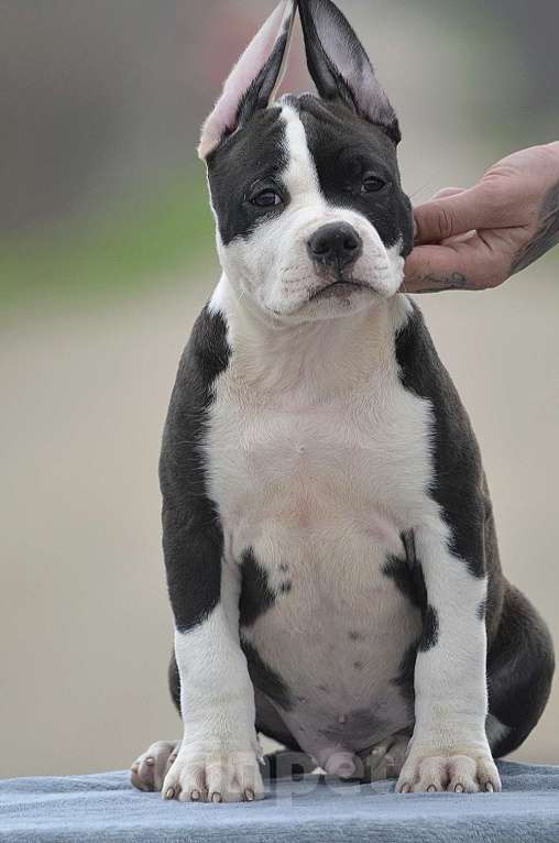 Собаки в Краснодаре: Кобель ам стаффа РКФ Мальчик, 80 000 руб. - фото 10