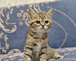 Кошки в Ростове-на-Дону: Шотландские прямоухие котята Разнополые, 8 000 руб. - фото 1