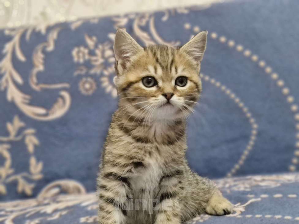 Кошки в Ростове-на-Дону: Шотландские прямоухие котята Разнополые, 8 000 руб. - фото 1